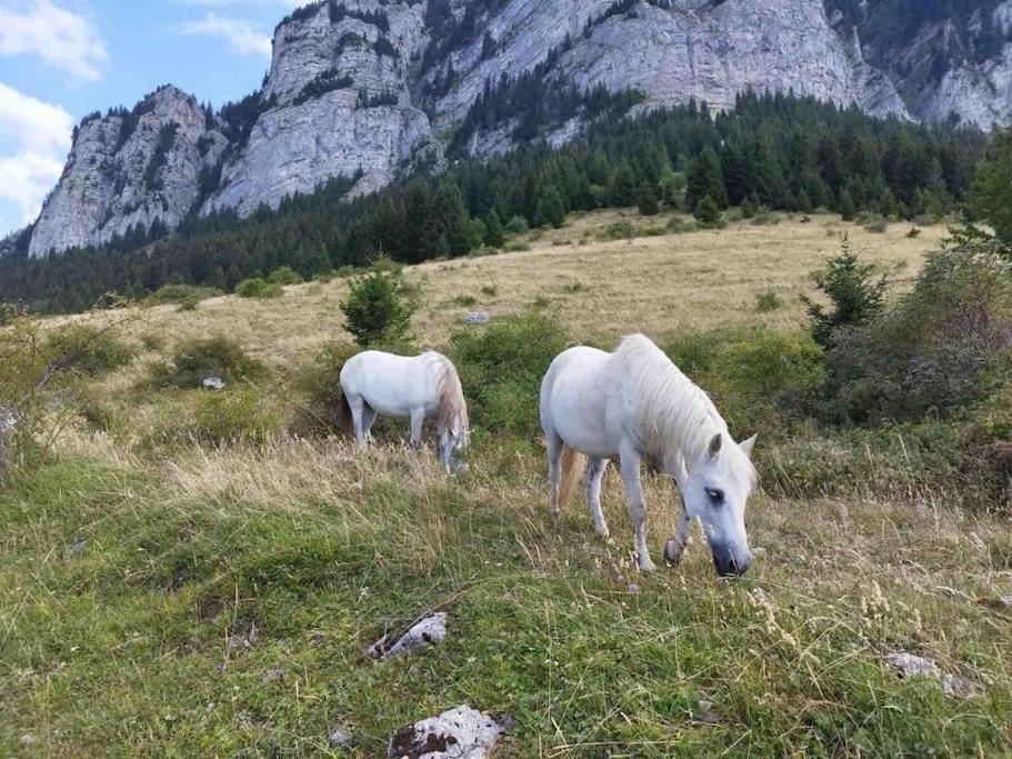 Studio Myrtilles Du Leman Vue Sur Lac Et Montagne Thollon-les-Memises Eksteriør billede